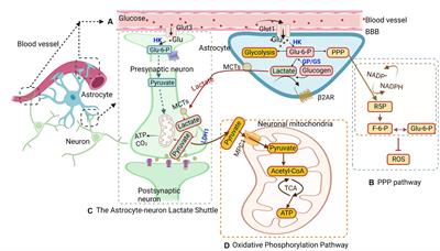 Astrocyte metabolism and signaling pathways in the CNS